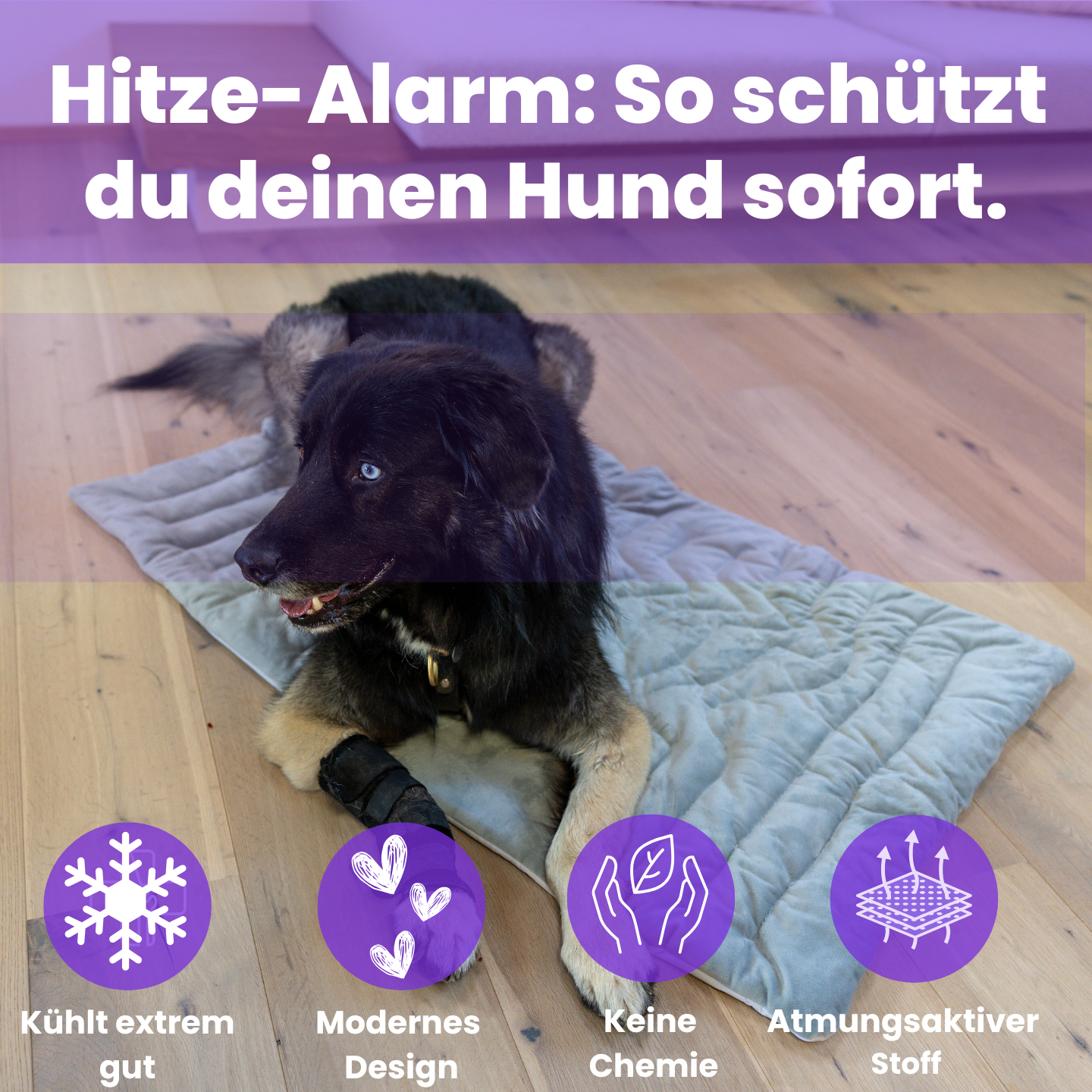 KühlPfote – Die sichere Kühlmatte für heiße Tage