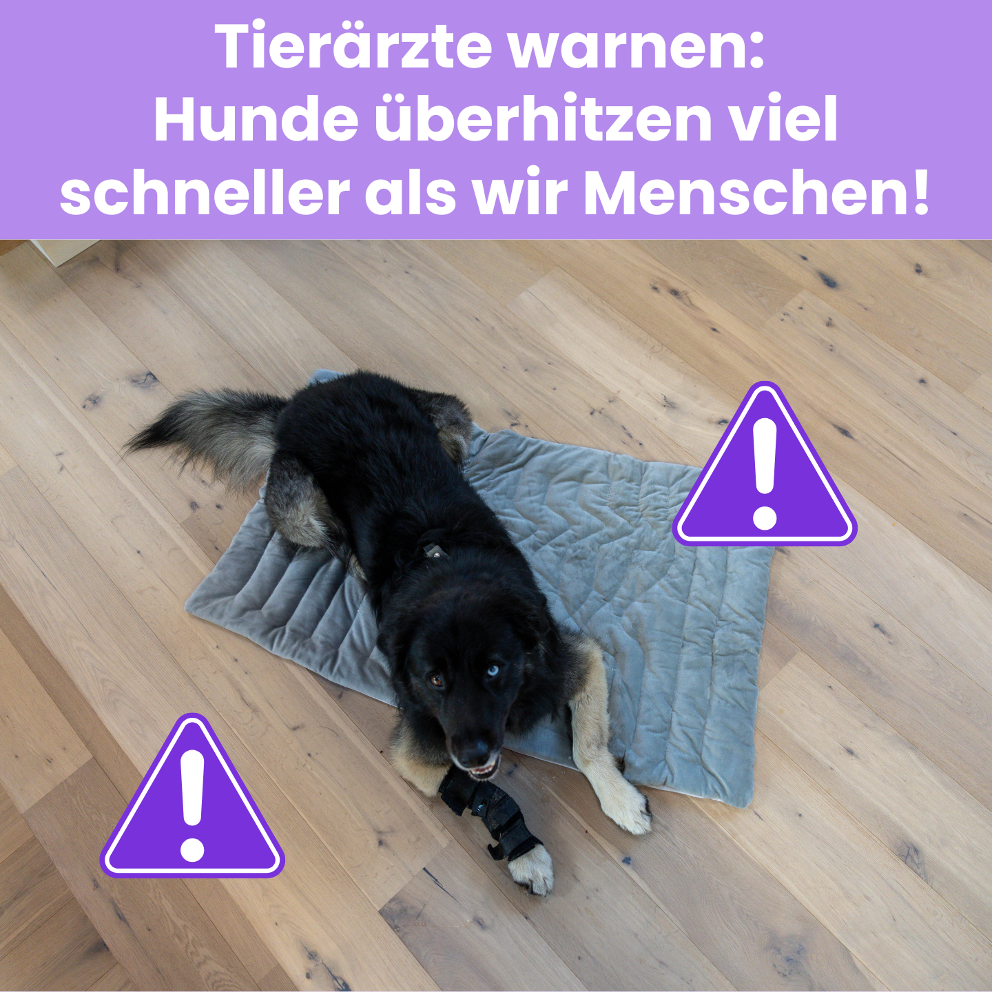 KühlPfote – Die sichere Kühlmatte für heiße Tage