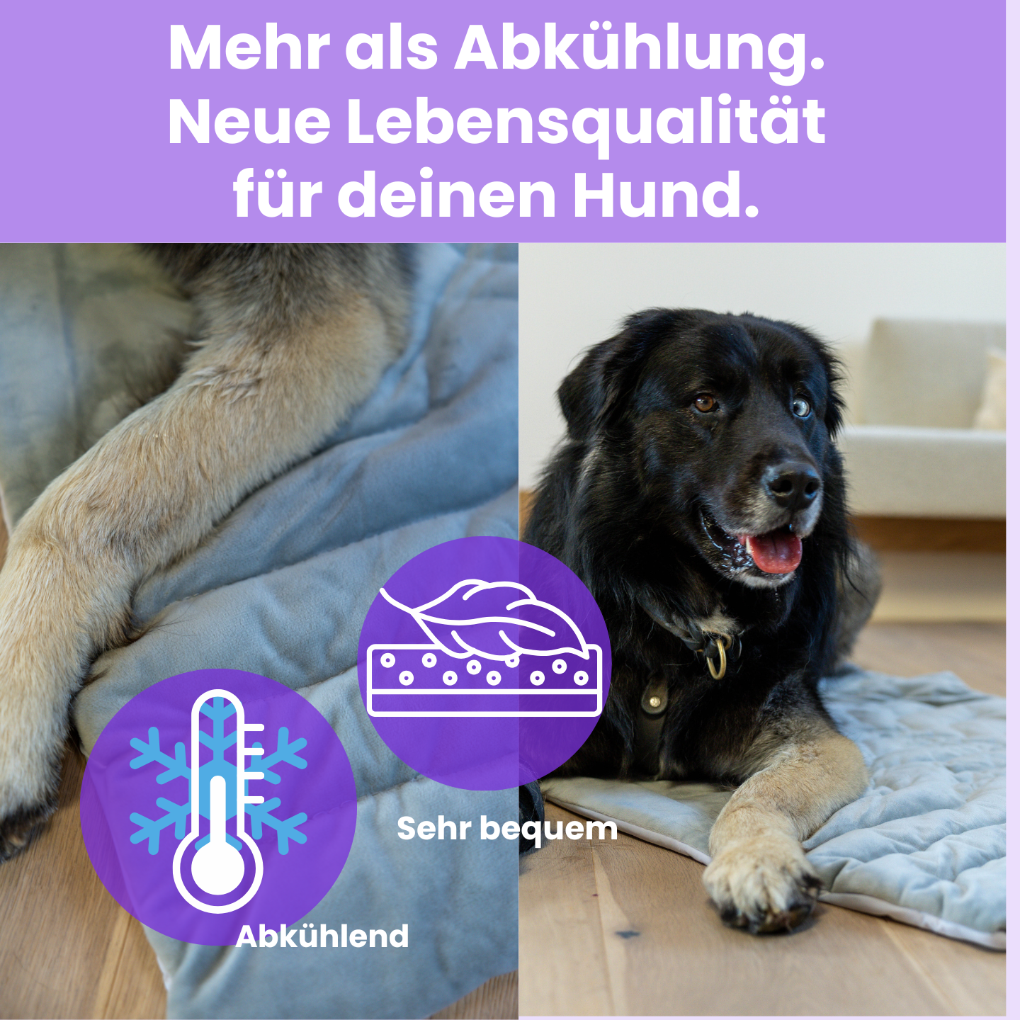 KühlPfote – Die sichere Kühlmatte für heiße Tage