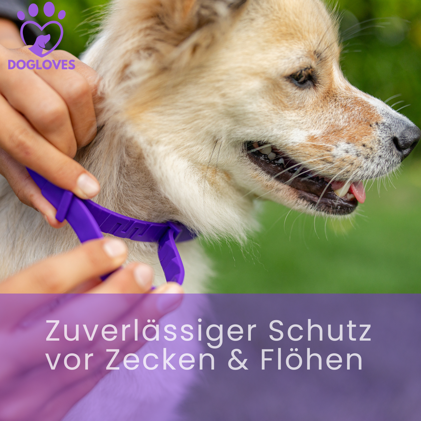 Zeckenhalsband