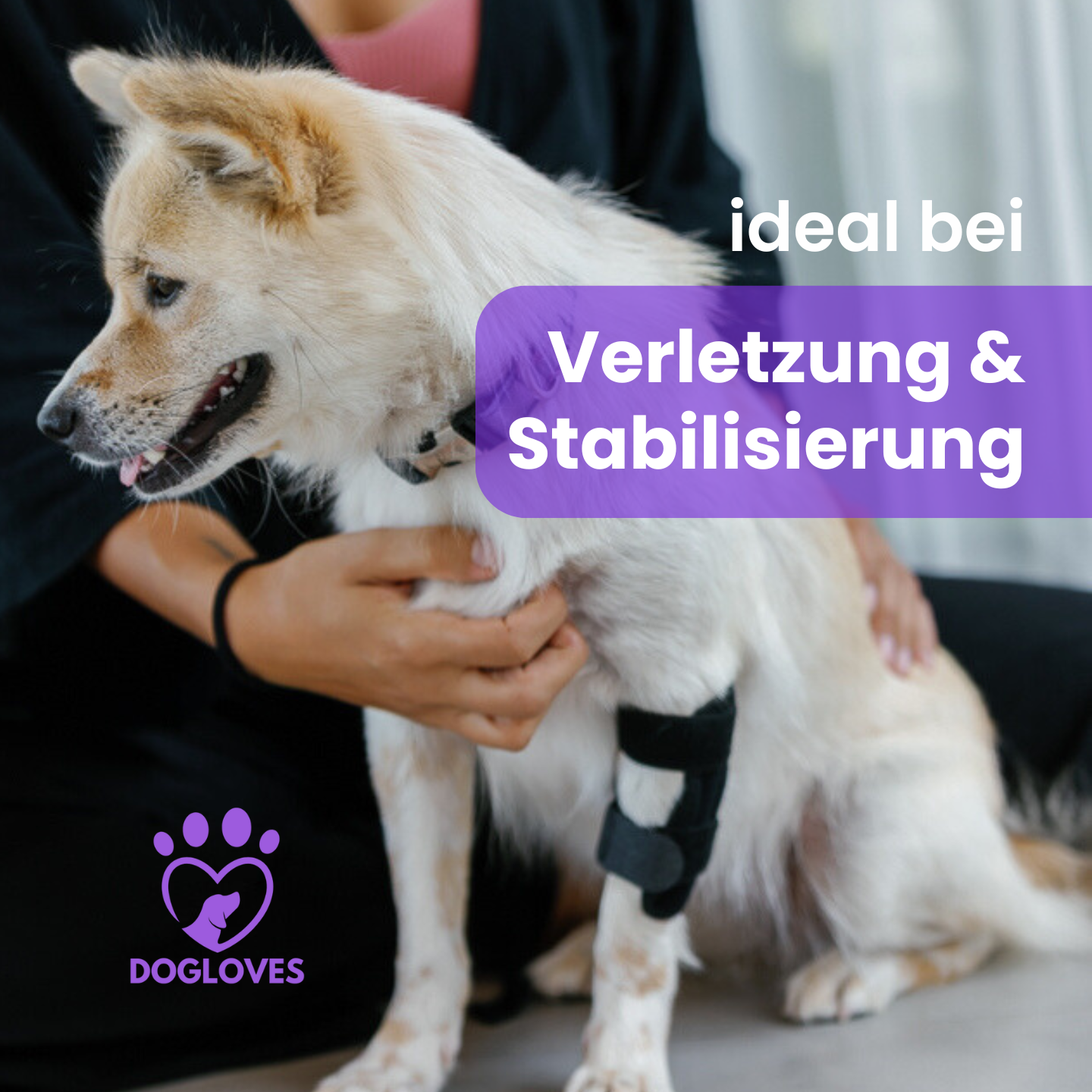 Gesundheitsbandagen: Sofortiger Komfort und Schutz für deinen Hund
