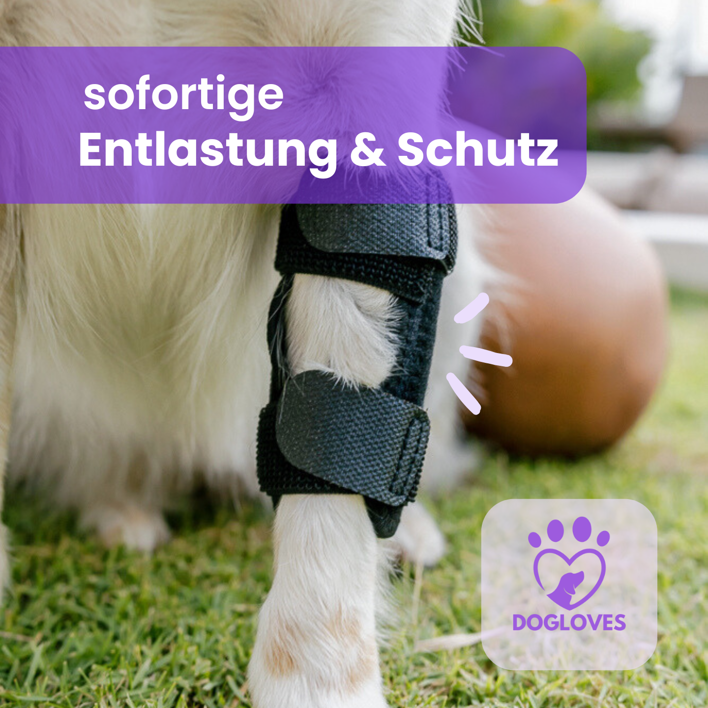 Gesundheitsbandagen: Sofortiger Komfort und Schutz für deinen Hund
