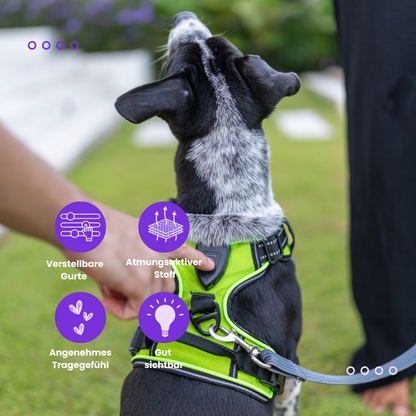 LED Hundegeschirr: Sicherheitsgeschirr für dein Hund