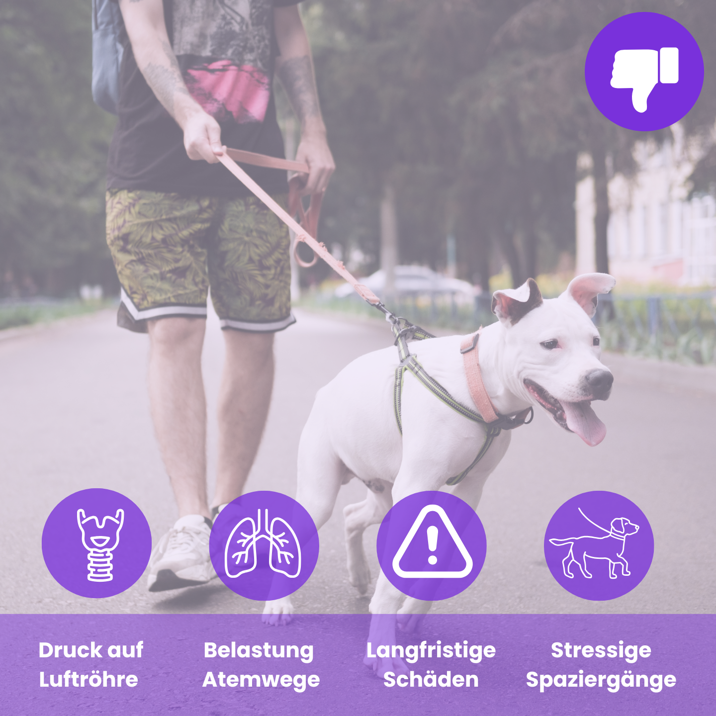 Happy-Walk-Geschirr - Für Spaziergänge ohne langwierige Schäden